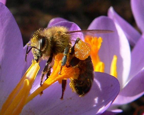 Bees are important pollinators for yards, gardens and crops. Photos submitted
