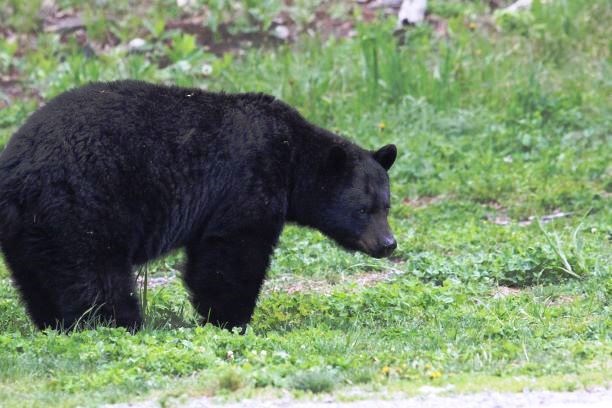 Black bears normally emerge from hibernation as the weather warms in late March through April. Photo