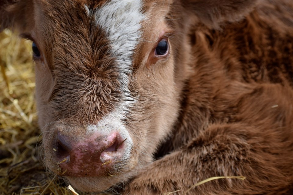 A cow abandoned this little calf after it was born. Less than a day old, it made its way to the top of a small hill and was enjoying the sunlight curled up in a pile of straw in one of the farmyards. This young but smart calf was staying out of the way of the herd and also could have been noticed by mama, who he was calling from time to time.