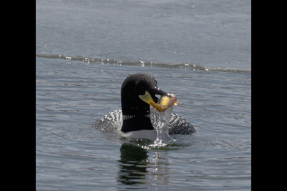 Submitted Photo by Morley Maier