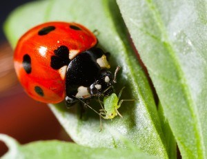 ladybug