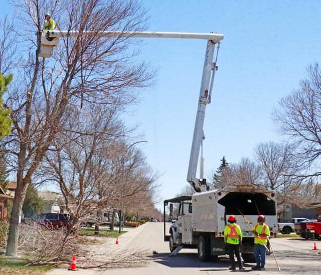 Tree pruning