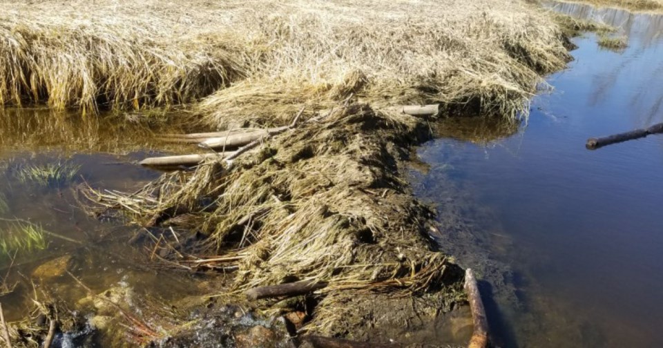 PorcupinePlainRCMPBeaverDam