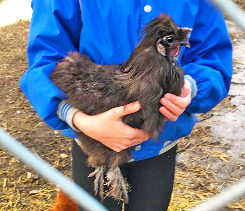 Rooster
