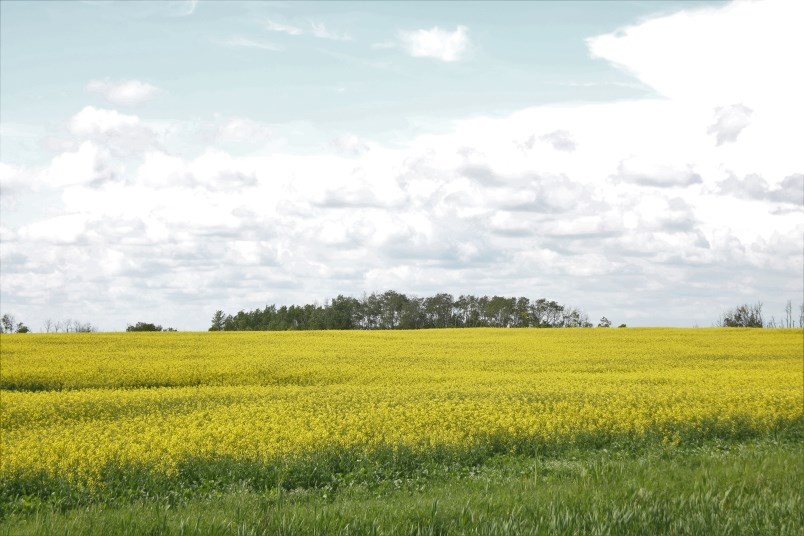 canola