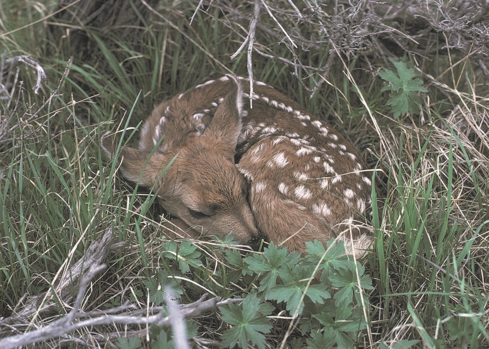 fawn