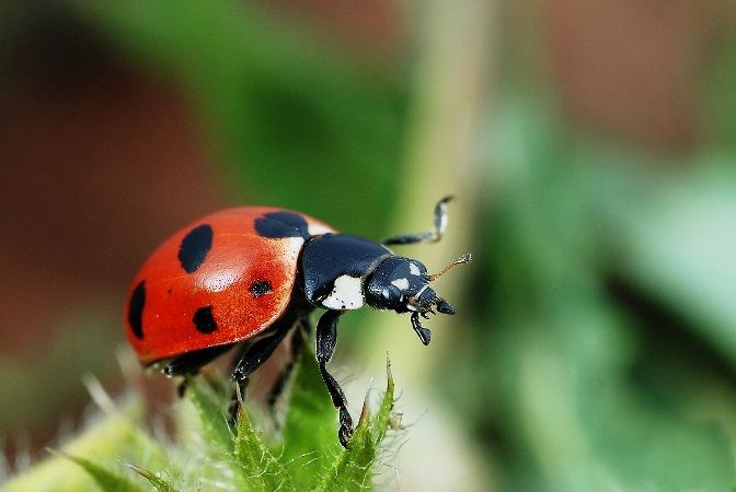 Lady bugs