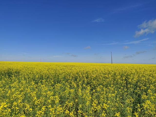 Canola