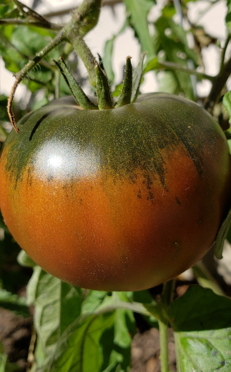 heirloom tomato