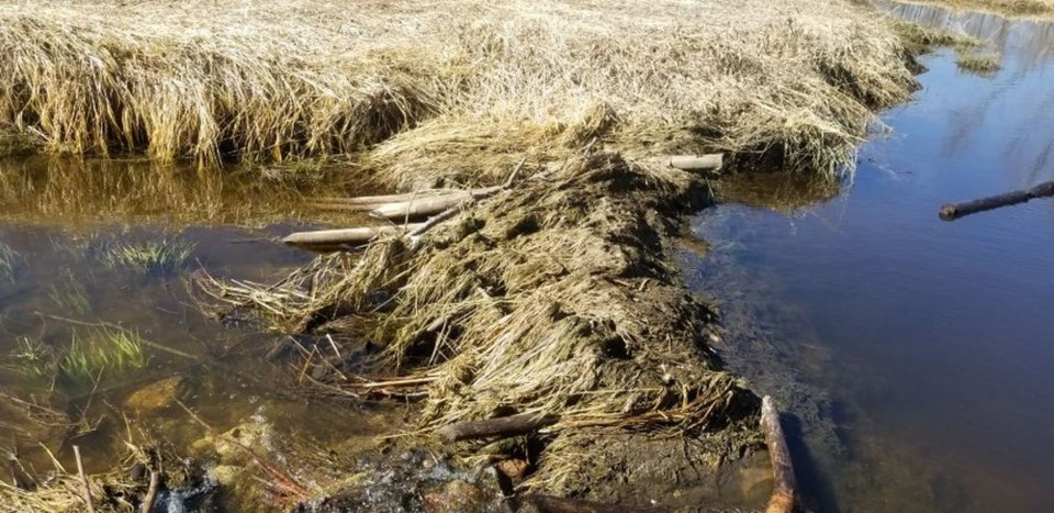 RCMP Beaver theft rls