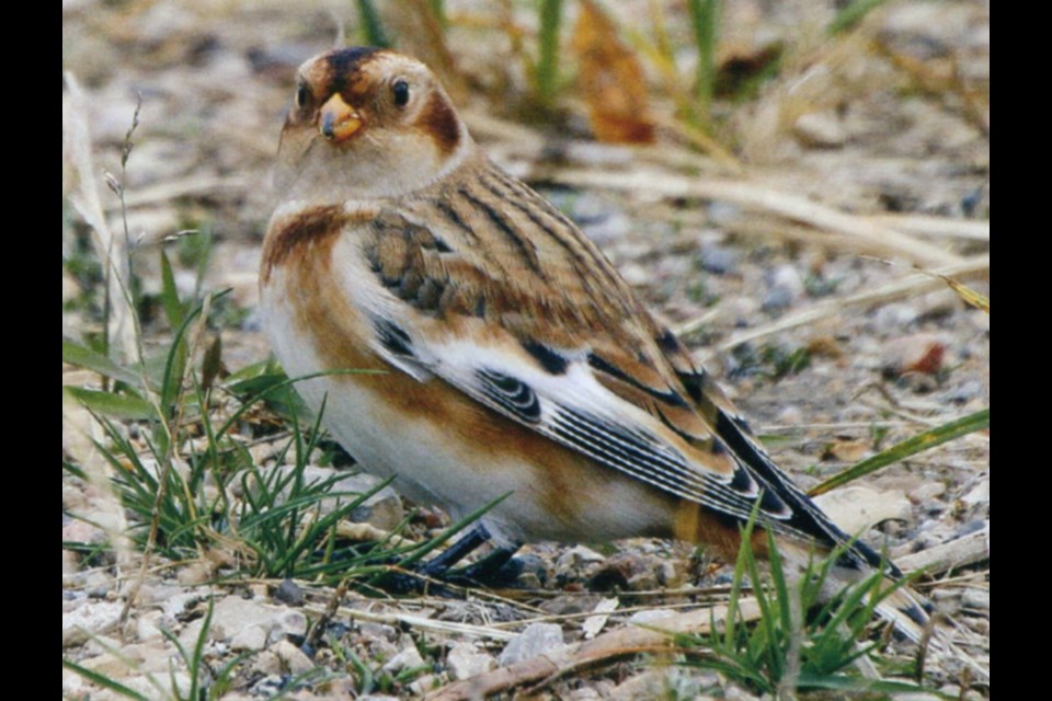 Snow Buntings, often called Snowbirds, are regular and usually abundant winter visitors to Saskatchewan. Always seen in flocks, they are black-and-white birds, tinged with rusty brown during early winter. In the spring, this rust colour wears offs to reveal their brilliant black-and-white breeding plumage. Their spring song is a high-pitched trill. Photo by Morley Maier of Yorkton