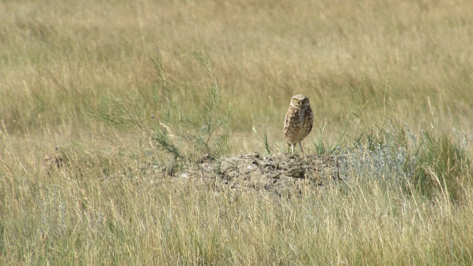 Burrowing Owls