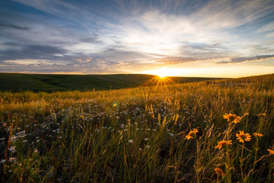 grasslands