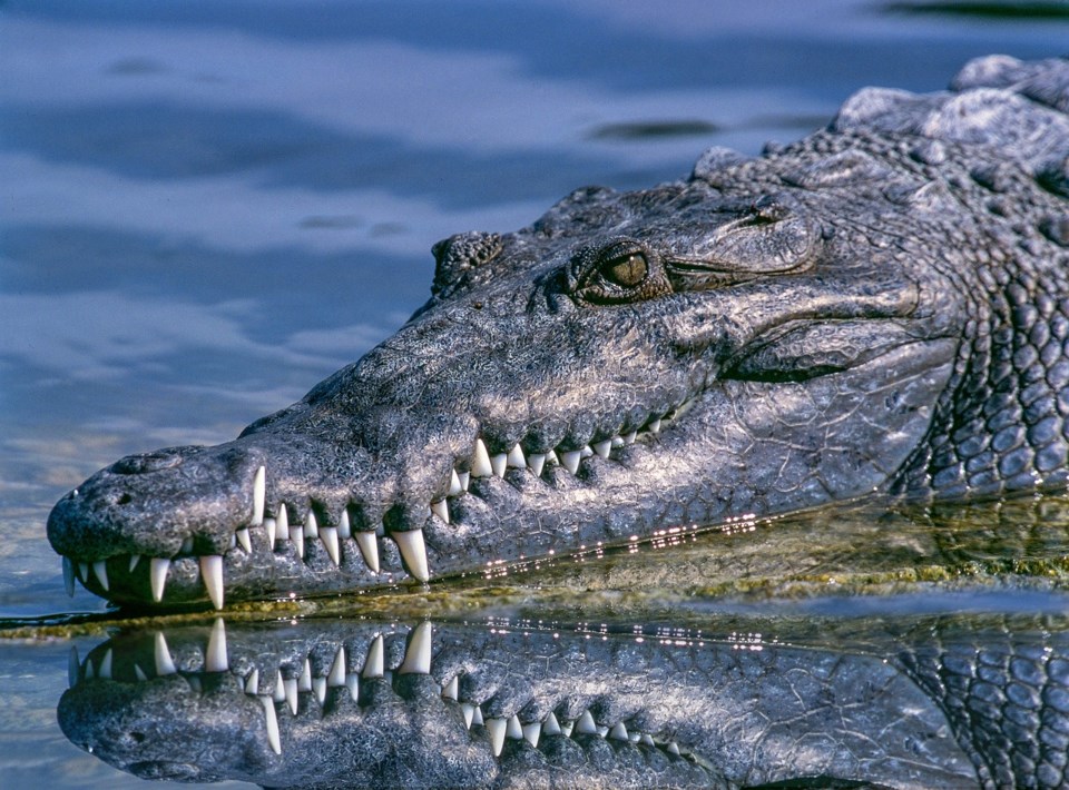 crocodile-1851313_1280