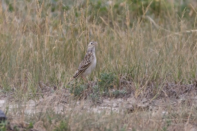 Sprague’s pipits are most commonly found on blocks of native prairie larger than 160 acres. Photo by Tammy Thomas