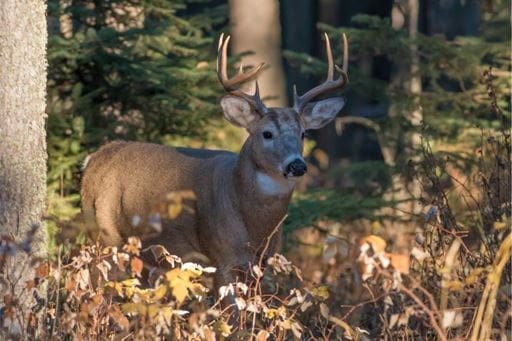 Deer in Forest