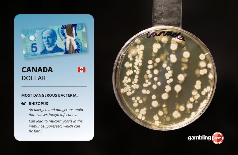 A new study released in June 2021 finds that Canadian dollars carry the most harmful bacteria of any money in the world. Photo via Gambling.com