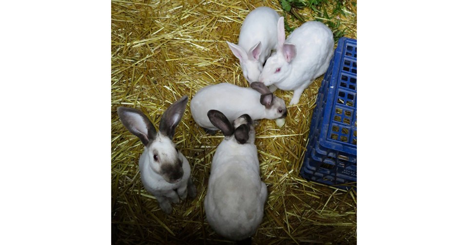 Six rabbits