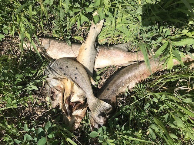 Humboldt conservation officers are asking for the public's help to determine who disposed fish in a ditch northwest of Humboldt. Photo by SaskTIP/Facebook