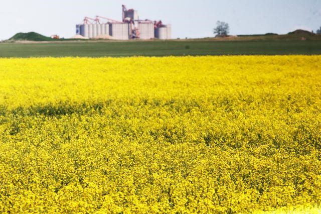 Canola field