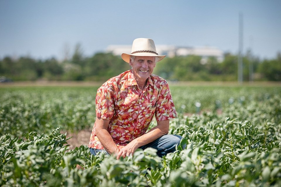 Fababeans