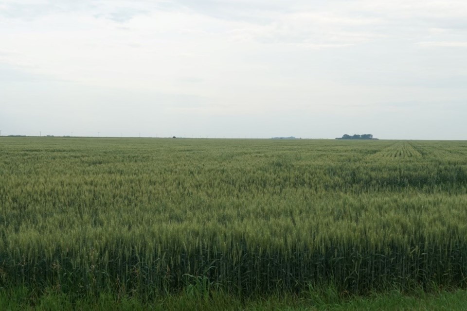 Crop