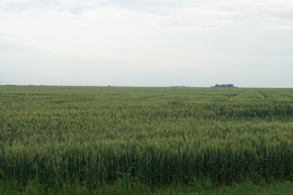 crop report july 8