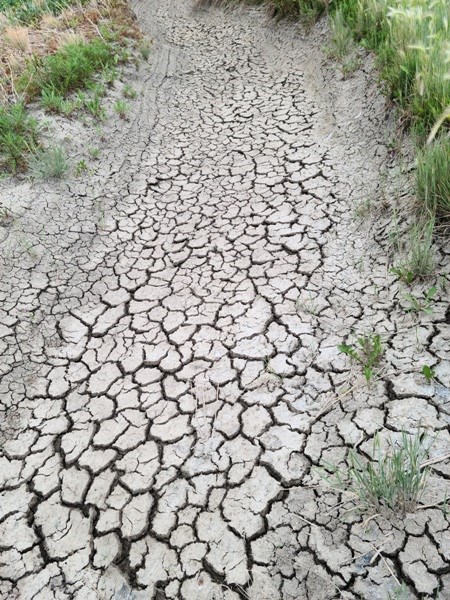 Clear evidence of just how dry it is out there as farmers and gardeners hope and pray for rain soon. Photo by Sherri Solomko