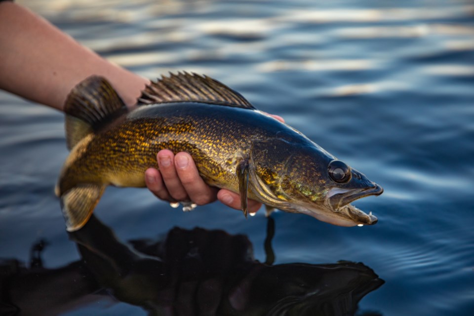 The Weyburn Wildlife Federation is taking registrations for their first-ever Walleye Classic to be held on Saturday, June 4.