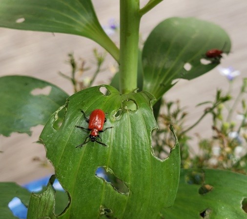 red lily beetle