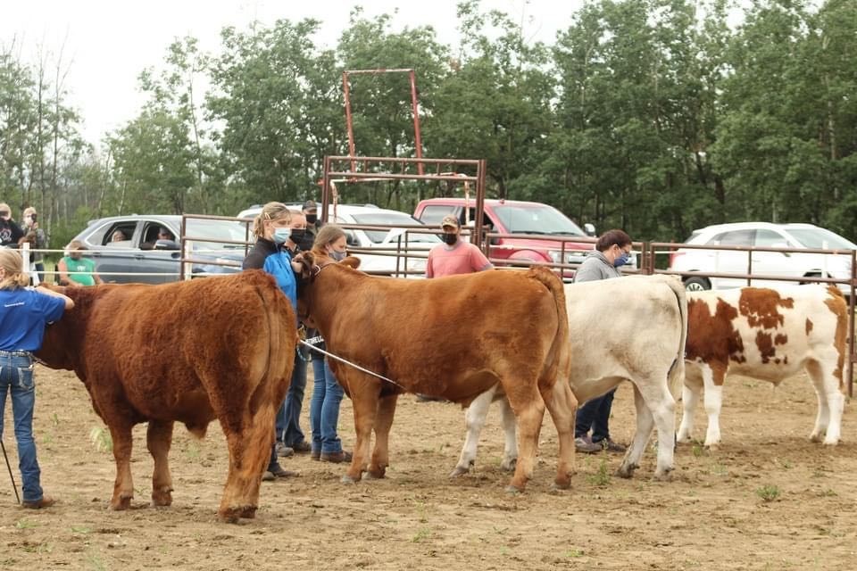 The first class of steers.