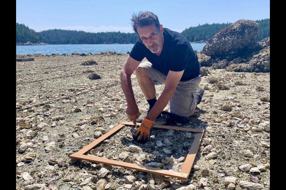 Cortes Island shellfish farmer Dave Nikleva surveys the damage after a recent heat wave decimated his oysters. Rochelle Baker, Local Journalism Initiative Reporter