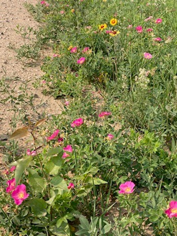 wildflowers