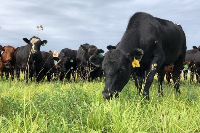 cattle grazing