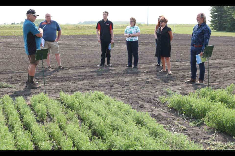 Thom Weir explains about lentils.