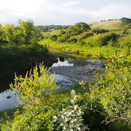 Clint and Jody Blyth have signed easements (conservation agreements) with both Nature Conservancy of Canada and Ducks Unlimited Canada to protect a total of 3,031 acres of their land, forever. The lands, located along Pipestone Creek in southeastern Saskatchewan, are home for many different species at risk birds. Photos courtesy Nature Conservancy of Canada