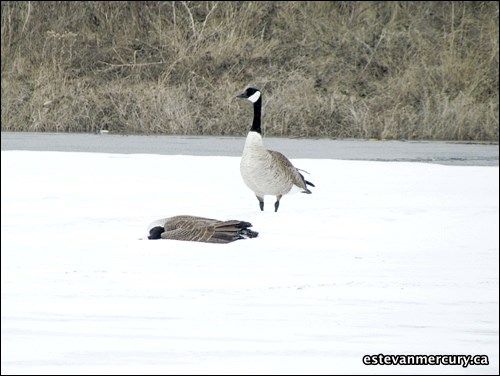 GN201110110429938AR.jpg