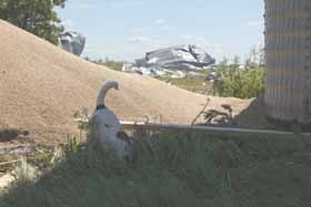 The Wennings' dog Foxy digs through the remains of a granary: one of six blown off its base and across the field.