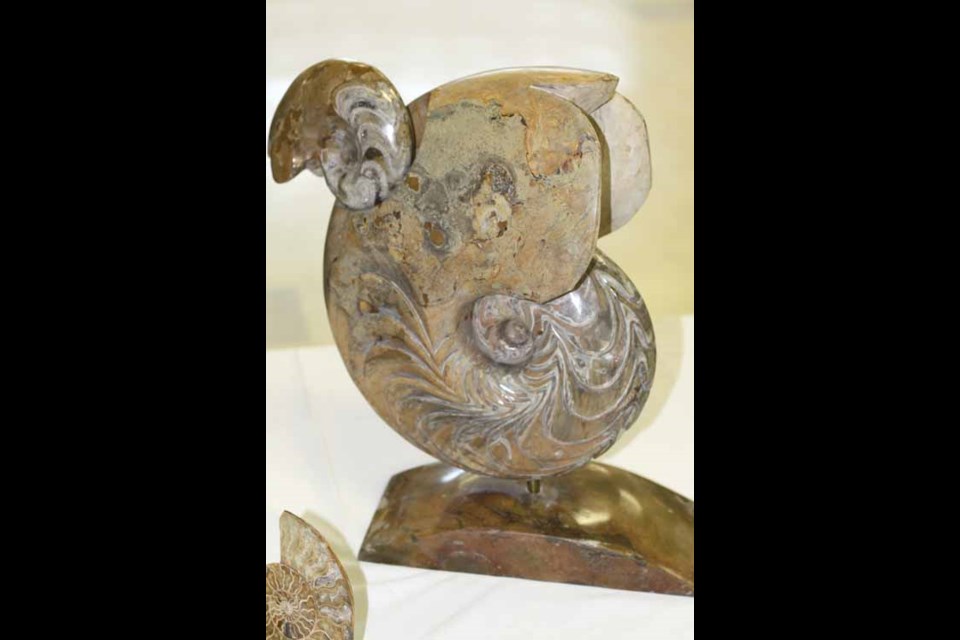 A rare double specimen of Morroccan Ammonite, 375 million years old.