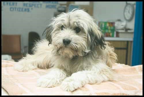 Raisin is a very sweet six month old terrier cross and would make a great house dog to a loving and devoted family.