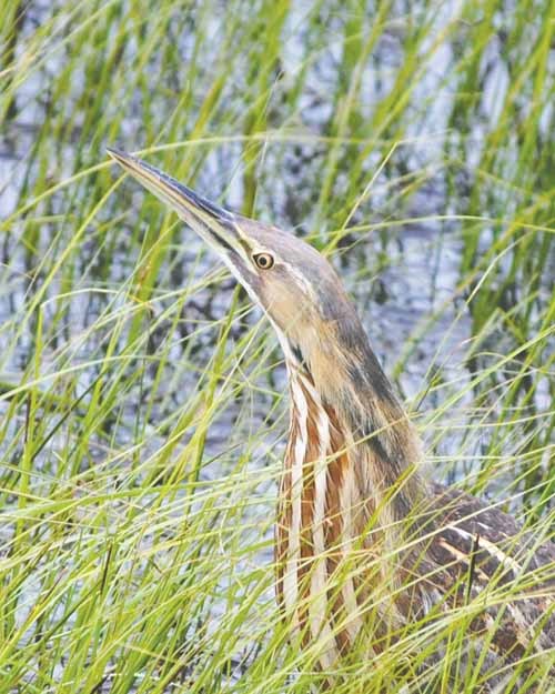 Photo by Brenda Rutz of Meadowlake
