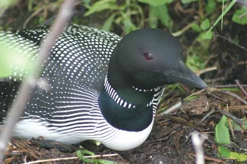 GN201110111019787AR.jpg