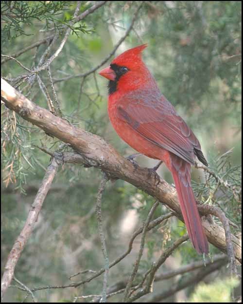 Stock photo of a male Northern Cardinal, the most unusual of the birds sighted during the 2011 count.