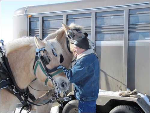 Paul Butler holds the horses while the sleigh is hooked up.
