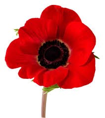 2013 Poppy campaign