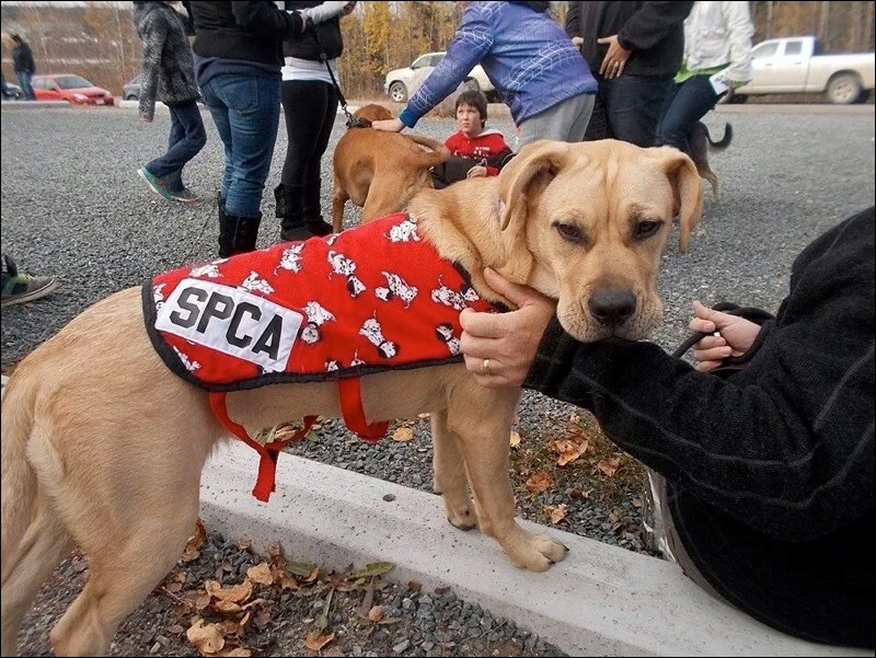 Lexi was among the two- and four-legged participants in the dog walk held Oct. 4 as part of a celebration marking the second anniversary of the Flin Flon, Creighton and Area SPCA’s animal shelter. The celebration also included an adoption sale that saw four dogs and two cats find new homes.