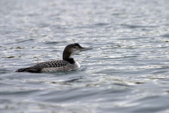 GS201210312149997AR.jpg