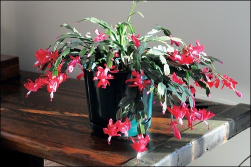 Christmas Cactus