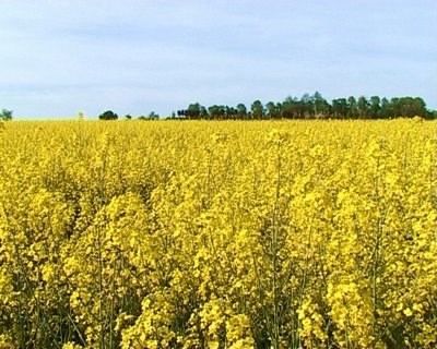 Oilseed rapeseed