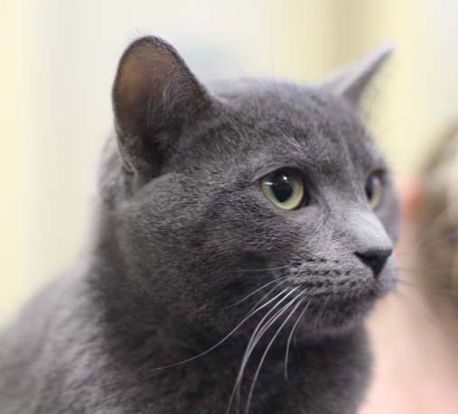 Hey there, my name’s Shadow. I’m a two year old neutered male cat. I love people, once you meet me you’ll see that I am the kind of cat that just wants to cuddle and be close to you all day. I even like dogs! I know there’s a loving, responsible home out there that wants a loving cat like me in it. To learn more come visit the SPCA or call 306-783-4080. The SPCA will be closed from December 18 to 27.